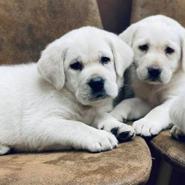 Labrador Retrievers from Cajun Labrador Retrievers