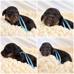 Summit - Black and tan male Dachshund puppy in Orem, Utah from Miekca’s Dachshunds