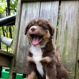 Miniature Australian Shepherds from Memory Farm Working Dogs