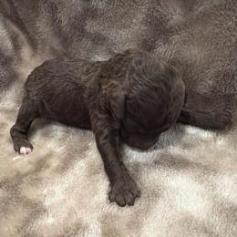 Brown boy - Brown male Poodle puppy in Oneida, Tennessee from Pippa’s Place Poodles