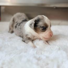 BROOKS - Blue merle male Miniature Australian Shepherd puppy in Dayton, Washington from Rafter 22 Aussies
