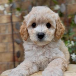 Shadow - Apricot male Cavapoo puppy in Arlington, Texas from Van Haselen Poodles and Doodles