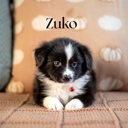 Zuko - Black & white male Miniature American Shepherd puppy in Puyallup, Washington from TRAILS END Minis