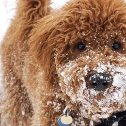 Bernedoodles and Goldendoodles from P&P Pups