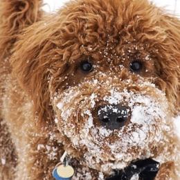 Bernedoodles and Goldendoodles from P&P Pups