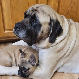 French Bulldogs and Mastiffs from Serene Prairie K9