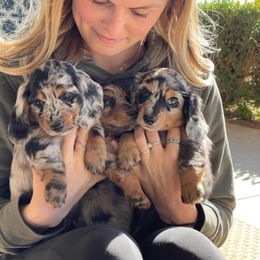 Dachshund Puppies from Strom Ranch