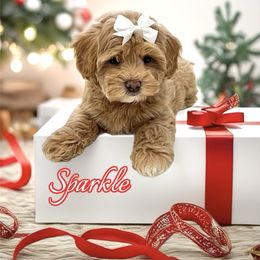 Sparkle - Apricot female Maltipoo puppy in Buford, Georgia from Petite Posh Puppies