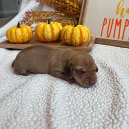 Gamma - Red male Dachshund puppy in Shelley, Idaho from Journey’s End Dachshunds
