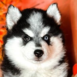 “CB” - VP Black Magic It’s Now Or Never - Black and white Pomsky puppy in Homer, Alaska from Vulpini Arctic Spitz