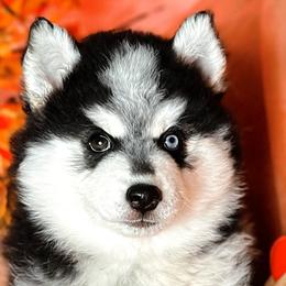 “CB” - VP Black Magic It’s Now Or Never - Black and white Pomsky puppy in Homer, Alaska from Vulpini Arctic Spitz
