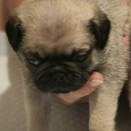 Gracie-Pink Collar - Fawn female Pug puppy in New Braunfels, Texas from Kex Pug Haus