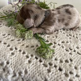 Cockapoo and Dachshund Puppies from Cochran's Cockapoo's