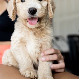 Goldendoodle and Golden Retriever Puppies from Poofy Puppies