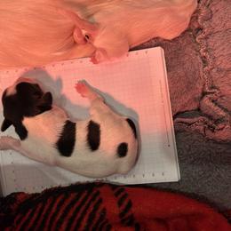 Papillon Puppies from ANTON KOTLJAROV
