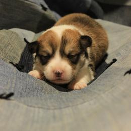 Boy 1 - Sable male Pembroke Welsh Corgi puppy in Williams, California from Bear Creek Corgis