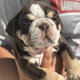 Tigger - Chocolate tri-color male Bulldog puppy in Fort Oglethorpe, Georgia from Jhuntfrenchies