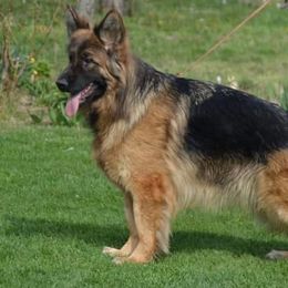 Geisha - German Shepherd