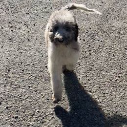 Lumiére - Bernedoodle puppy from Little Lake Doodles