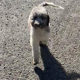Lumiére - Bernedoodle puppy from Little Lake Doodles
