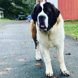 Saint Bernards from Olympic Mountain Saint Bernards