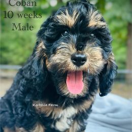 Coban - male Golden Aussiedoodle puppy in Mulino, Oregon from Korbella Farm
