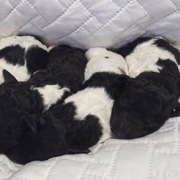 Goldendoodle and Poodle Puppies from Elizabeth Rocha's Doodles