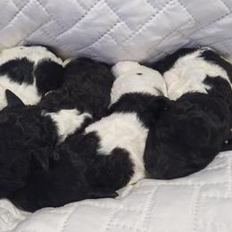 Goldendoodle and Poodle Puppies from Elizabeth Rocha's Doodles