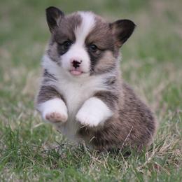 Sable Boy - Sable male American Corgi puppy in Cameron, Texas from Moonstone Corgis & Frenchies