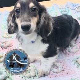 Dachshunds and French Bulldogs from K’s Homestead