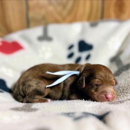 Light blue collar - Chocolate male Goldendoodle puppy in Pittsburg, Texas from Grace Springs Goldendoodles