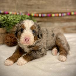 Sage - Blue merle female Bernedoodle puppy in Idaho from Bernese By Barzees