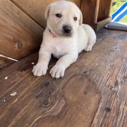 Bodie - Yellow male Labrador Retriever puppy in Goldendale, Washington from Mountain View Kennels