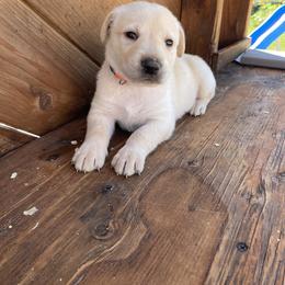 Bodie - Yellow male Labrador Retriever puppy in Goldendale, Washington from Mountain View Kennels