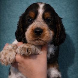 Dragon - Tri-Roan male English Springer Spaniel puppy in Florida from Thunderbird Springers