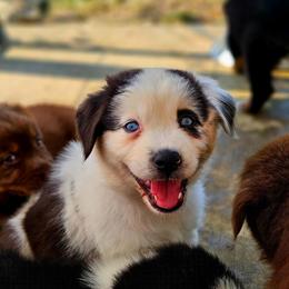 Stars - Blue merle male Australian Shepherd puppy in Silex, Missouri from Small Town Australian Shepherds