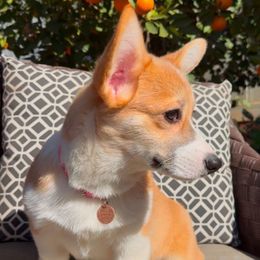 Cheese - Pembroke Welsh Corgi puppy from Corgipuppystore