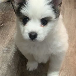 Pomsky Puppies from Pomskies 4 Dayz