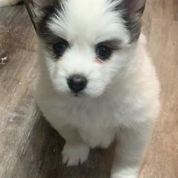Pomsky Puppies from Pomskies 4 Dayz