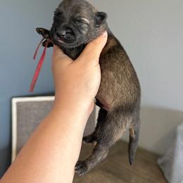 Red - Sable male German Shepherd puppy in Buckeue, Arizona from Légende Vivante Du Chief Kennel