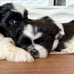Great Pyrenees and Shih Tzu Puppies from Whiterock Farm at Dutch Creek