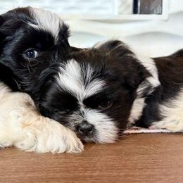 Great Pyrenees and Shih Tzu Puppies from Whiterock Farm at Dutch Creek