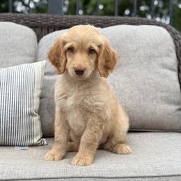 Wilson Family's Bunker - Cream male Goldendoodle puppy in Norman, Oklahoma from Wilson Family Companions