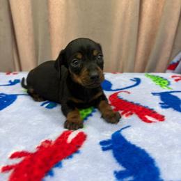 Dachshund All Grown Up from Dachshund house