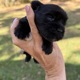 Blue - Parti male Yorkshire Terrier puppy in Centre, Alabama from Sassy Yorkie , miniature schnauzer , Maltese Love of Alabama