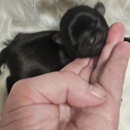 AKC Buddy - Black male Shih Tzu puppy in Dexter, Kentucky from Enchanting Shih tzu