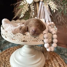 Cockapoo and Goldendoodle Puppies from Cackalacky Companions