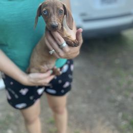 Dapple Girl - Dapple female Dachshund puppy in Lyman, Mississippi from Arnold’s Miniature Dachshunds