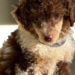 Labradoodle puppies from AZ Blue Sky Dogs