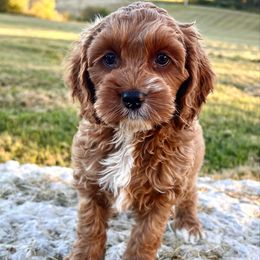 Cooper - Red and white male Cockapoo puppy in Roseville, California from Darby Park Doodles